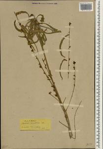 Asyneuma limonifolium (L.) Janch., Зарубежная Азия (ASIA) (Турция)