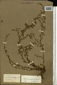 Polygonum arenastrum subsp. arenastrum, Восточная Европа, Северо-Украинский район (E11) (Украина)