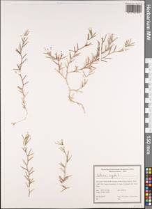 Dianthus nudiflorus Griff., Зарубежная Азия (ASIA) (Иран)