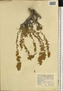 Терескен хохолковый (L.) Gueldenst., Восточная Европа, Центральный лесостепной район (E6) (Россия)