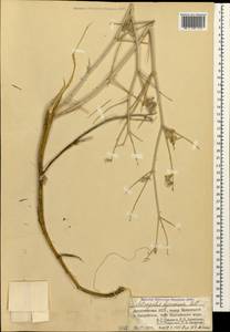 Астрагал гирканский Pall., Кавказ, Дагестан (K2) (Россия)