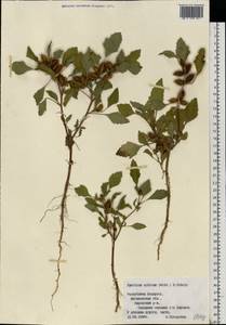 Xanthium orientale var. albinum (Widd.) Adema & M. T. Jansen, Восточная Европа, Белоруссия (E3a) (Белоруссия)