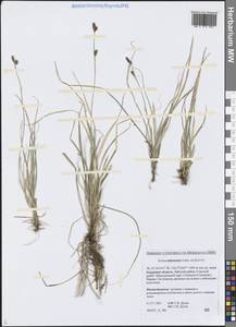 Осока шабинская, Осока сабинская Less. ex Kunth, Сибирь, Дальний Восток (S6) (Россия)