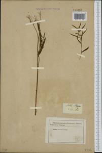 Achillea salicifolia subsp. salicifolia, Сибирь и Дальний Восток (без точных местонахождений) (S0) (Россия)