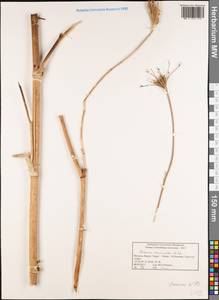 Daucus muricatus (L.) L., Африка (AFR) (Марокко)