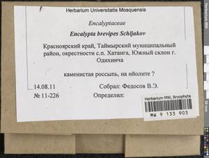 Encalypta brevipes Schljakov, Гербарий мохообразных, Мхи - Красноярский край, Тыва и Хакасия (B17) (Россия)
