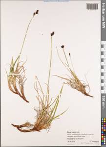 Осока траурная (Holm) T.V.Egorova, Сибирь, Якутия (S5) (Россия)