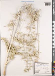 Синеголовник Бунге Boiss., Зарубежная Азия (ASIA) (Иран)