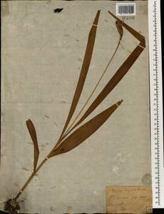 Bletilla striata (Thunb.) Rchb.f., Зарубежная Азия (ASIA) (Япония)