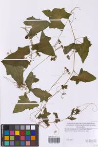 Переступень белый L., Восточная Европа, Московская область и Москва (E4a) (Россия)