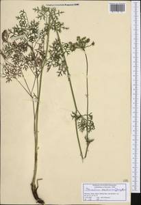 Pteroselinum austriacum (Jacq.) Rchb., Западная Европа (EUR) (Словения)