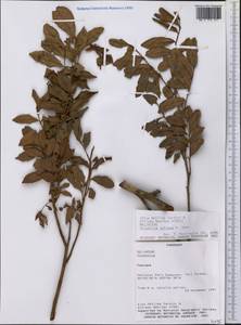 Trichilia catigua A. Juss., Америка (AMER) (Парагвай)