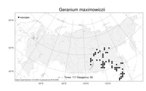 Geranium maximowiczii, Герань Максимовича Regel & Maack in Regel, Атлас флоры России (FLORUS) (Россия)