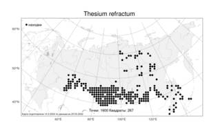 Thesium refractum, Ленец преломленный C. A. Mey., Атлас флоры России (FLORUS) (Россия)