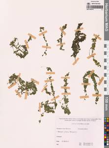 Ряска турионообразующая Landolt, Сибирь, Чукотка и Камчатка (S7) (Россия)