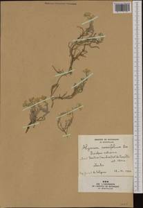 Alyssum cuneifolium Ten., Западная Европа (EUR) (Франция)