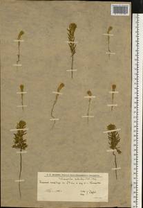 Sedobassia sedoides (Pall.) Freitag & G.Kadereit, Восточная Европа, Нижневолжский район (E9) (Россия)