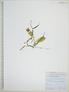 Валлиснерия спиральная L., Сибирь, Дальний Восток (S6) (Россия)