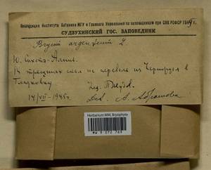 Bryum argenteum Hedw., Гербарий мохообразных, Мхи - Дальний Восток (без Чукотки и Камчатки) (B20) (Россия)