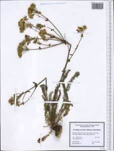 Ферульник лесной (Besser) Rchb., Западная Европа (EUR) (Болгария)