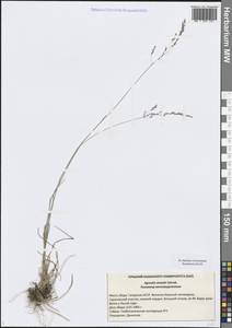 Полевица виноградниковая Schreb., Восточная Европа, Средневолжский район (E8) (Россия)