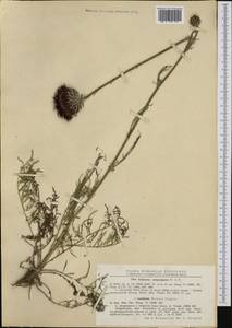 Centaurea calocephala Willd., Западная Европа (EUR) (Румыния)