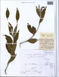 Euclea divinorum Hiern, Африка (AFR) (Эфиопия)