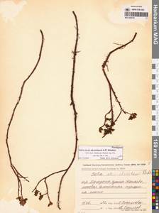 Ива Алексея Скворцова A.P.Khokhr., Сибирь, Чукотка и Камчатка (S7) (Россия)