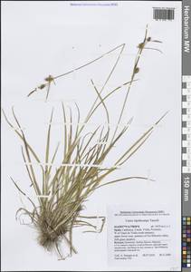 Осока чешуеплодная Tausch, Западная Европа (EUR) (Испания)