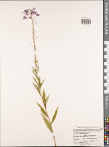 Chamaenerion angustifolium subsp. angustifolium, Восточная Европа, Центральный район (E4) (Россия)