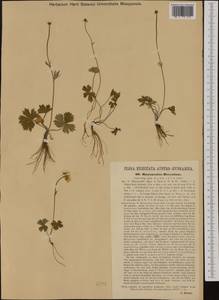 Ranunculus polyanthemos subsp. nemorosus (DC.) Schübl. & G. Martens, Западная Европа (EUR) (Австрия)