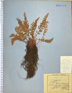 Вудсия эльбская (L.) R.Br., Сибирь, Дальний Восток (S6) (Россия)