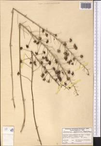 Eremurus soogdianus (Regel) Benth. & Hook.f., Средняя Азия и Казахстан, Западный Тянь-Шань и Каратау (M3) (Киргизия)
