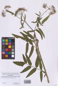 Поручейник широколистный L., Восточная Европа, Московская область и Москва (E4a) (Россия)