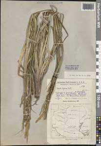 Осока береговая Curtis, Средняя Азия и Казахстан, Прикаспийский Устюрт и Северное Приаралье (M8) (Казахстан)