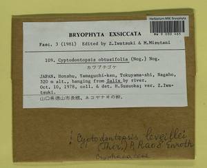 Cyptodontopsis leveillei (Thér.) P. Rao & Enroth, Гербарий мохообразных, Мхи - Азия (вне границ бывшего СССР) (BAs) (Япония)