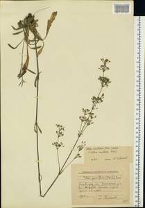 Смолевка густоцветковая d'Urv., Восточная Европа, Южно-Украинский район (E12) (Украина)