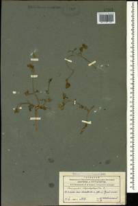 Пупырник тонколистный, Торилис тонколистный (L.) Rchb. fil., Кавказ, Азербайджан (K6) (Азербайджан)