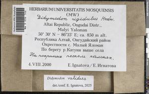 Didymodon validus Limpr., Гербарий мохообразных, Мхи - Западная Сибирь (включая Алтай) (B15) (Россия)