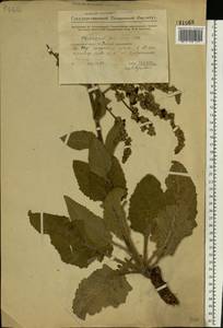 Verbascum chaixii subsp. orientale (M. Bieb.) Hayek, Восточная Европа, Восточный район (E10) (Россия)
