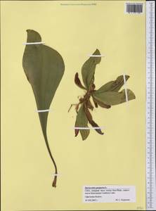 Sarracenia purpurea L., Америка (AMER) (США)