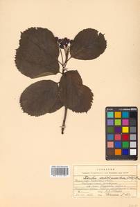 Рябина буроватая (Ledeb. ex Nordm.) Boiss., Кавказ, Ставропольский край, Карачаево-Черкесия, Кабардино-Балкария (K1b) (Россия)