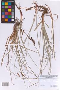 Осока повислая Schreb., Восточная Европа, Московская область и Москва (E4a) (Россия)
