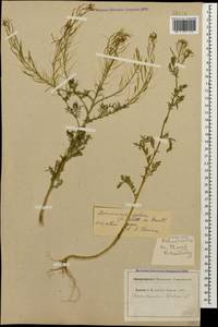 Дескурения Софии (L.) Webb ex Prantl, Кавказ, Ставропольский край, Карачаево-Черкесия, Кабардино-Балкария (K1b) (Россия)