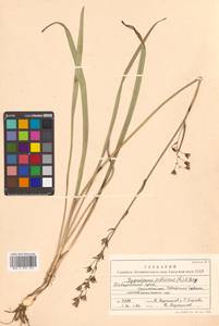 Антиклея сибирская (L.) Kunth, Сибирь, Дальний Восток (S6) (Россия)