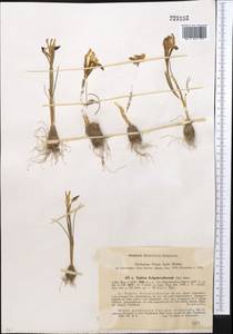 Iris kolpakowskiana Regel, Средняя Азия и Казахстан, Западный Тянь-Шань и Каратау (M3) (Казахстан)