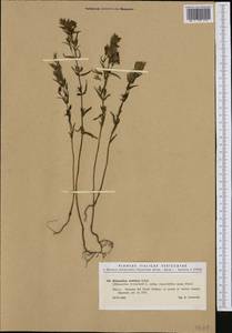 Rhinanthus aristatus (Celak.) Hausskn., Западная Европа (EUR) (Италия)
