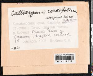 Calliergon cordifolium (Hedw.) Kindb., Гербарий мохообразных, Мхи - Красноярский край, Тыва и Хакасия (B17) (Россия)