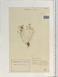 Крупка весенняя L., Восточная Европа, Московская область и Москва (E4a) (Россия)