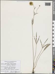 Лютик иллирийский L., Восточная Европа, Центральный лесостепной район (E6) (Россия)